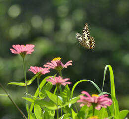 butterfly on a flower