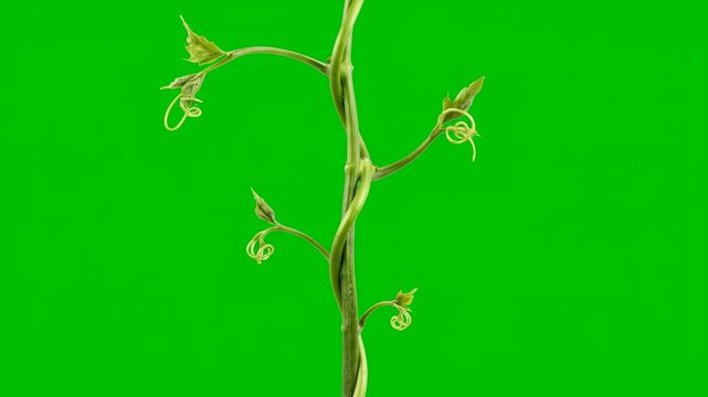 A green vine rapidly growing and twisting, extending its tendrils in a fluid motion, isolated on a bright green screen forest, leaves, visual effect