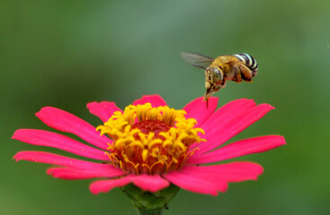 bee on flower