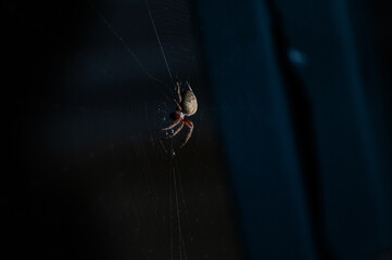 An orb-weaver spider in its web.