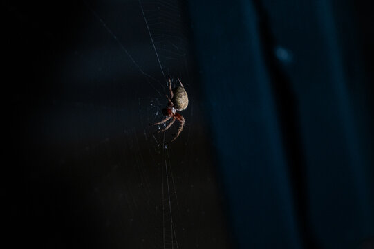 An orb-weaver spider in its web.