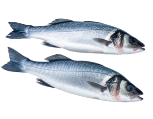 Whole Fresh Sea Bass Fish with Shiny Scales