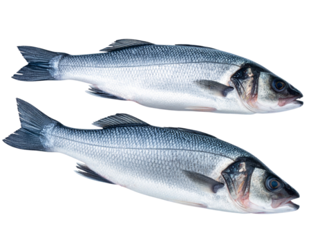 Whole Fresh Sea Bass Fish with Shiny Scales