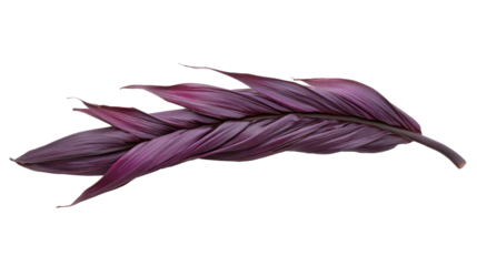 red leaf isolated on white png