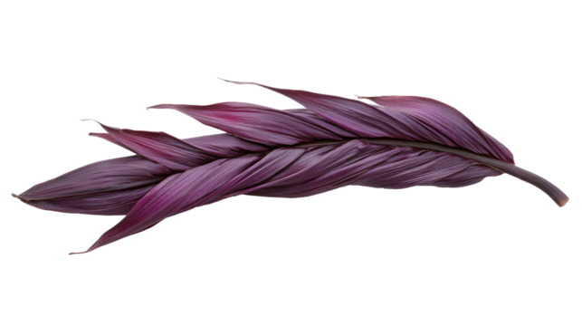 red leaf isolated on white png