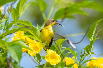 Olive-backed Sunbird