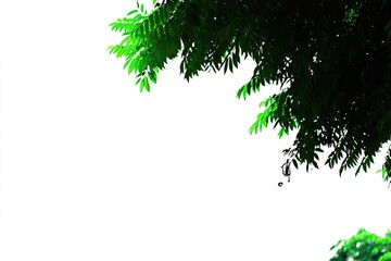 Lush green leaves frame a white background