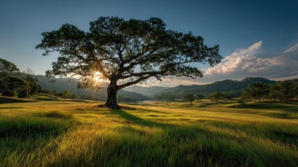 A large tree is in the foreground of a grassy field with sun light.