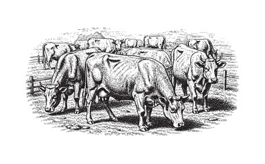 Obraz premium Cows grazing in a farmland