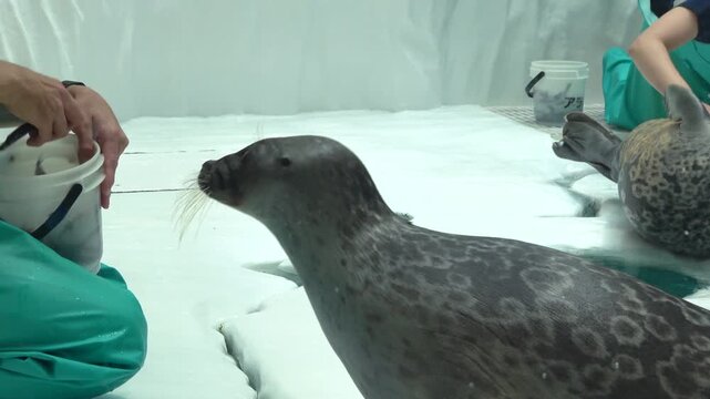The Ringed seal, Pusa hispida, being fed fish on ice. 4K
