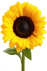 Obraz premium Single bright yellow sunflower with dark brown center, green leaves on a stem, isolated on white