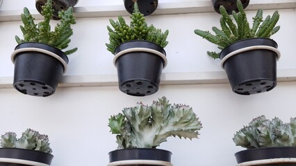 Arrangement of small cactus plants growing in black pots filled with pebbles, displayed neatly on a...