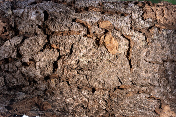 tree bark texture background