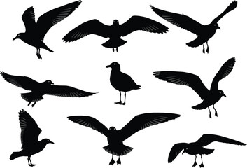 Seagull Silhouette Vector Set Featuring Realistic Flying and Standing Poses for Coastal Wildlife, Nature, Marine Bird, and Ornithology Themes