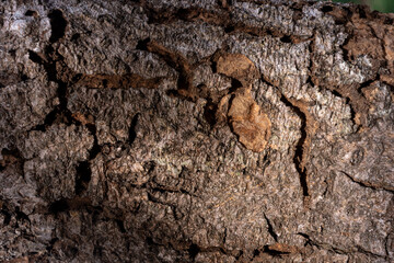 tree bark texture