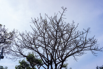 dry dead tree and sky