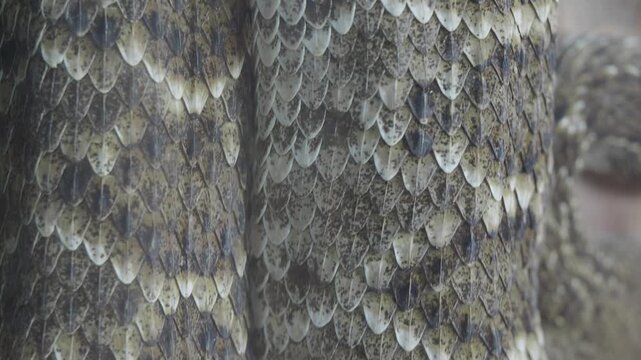 Close encounter with a unique textured snake in nature