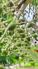 close up of green palm fruit on the tree