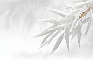 Pale, delicate leaves against a soft white background