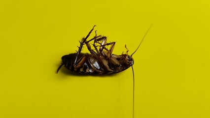 Close-up of a dead cockroach lying on its back, isolated against a vibrant yellow background,...