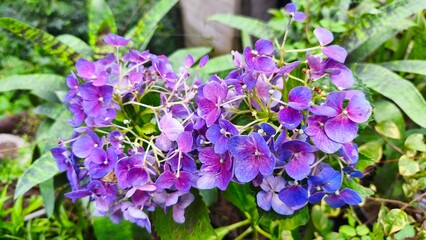 close up of hydrangea flowers,hortensia or pancawarna, which are pinkish purple