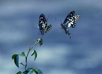 butterfly on a flower