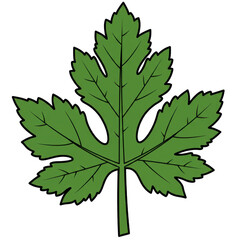 Fototapeta premium Illustrated green leaf with detailed veins and serrations isolated on white background