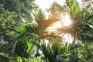 Summer vacation concept with sunlight rays through tropical foliage