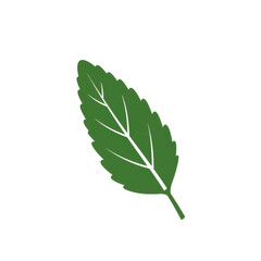 Fototapeta premium Single dark green mint leaf illustration isolated on white background