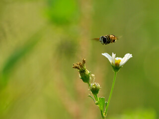 bee on a flower