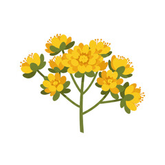 Detailed illustration of bright yellow flowers with green stems and leaves isolated on white background