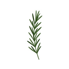 Fototapeta premium Stylized rosemary sprig illustration dark green hues isolated on white background
