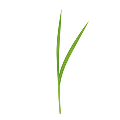 Fototapeta premium Vibrant green grass blade close-up against white background isolated on white background