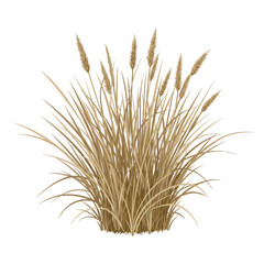 Fototapeta premium Dried grass bunch with tall seed heads illustration isolated on white background