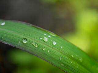 Macro photo of dew on leaves and grass tips