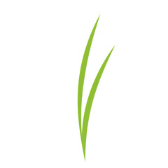 Two vibrant green grass blades against a white background isolated on white background