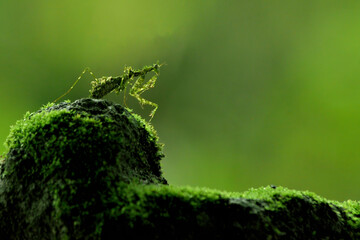moss mantis on the ground