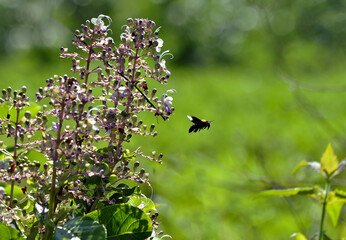 Carpenter bee flying 