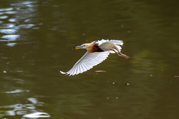 Chinese Pond Heron
