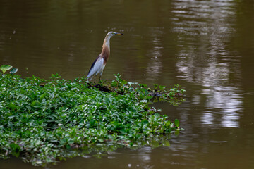 Chinese Pond Heron