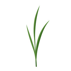 Vibrant green grass blade illustration against white background isolated on white background