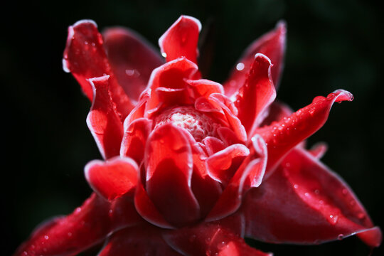 Close up and macro of Torch ginger flower or known as Etlingera elatior, ginger flower, red ginger lily, torch lily, wild ginger, combrang, bunga kantan, Philippine wax flower
