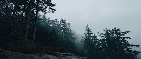 Misty forest scene with tall evergreens
