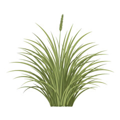 Fototapeta premium Lush green grass tuft with seed head in vivid detail isolated on white background