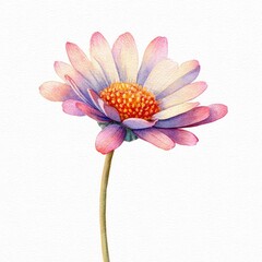Watercolor illustration of a single, vibrant daisy with a mix of pink and lavender petals, showcasing detailed gradations and a central orange disc