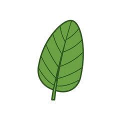 Illustrated single green leaf with detailed veins and texture isolated on white background