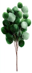 A bunch of green and light green eucalyptus leaves arranged on a light brown stem