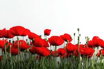 Obraz premium Red poppies in a row against a white background. Lush green stems and leaves fill the bottom of the image
