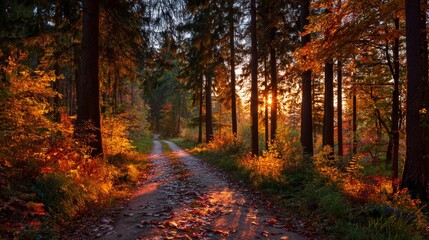 Fototapeta premium Road in autumn forest at sunset.