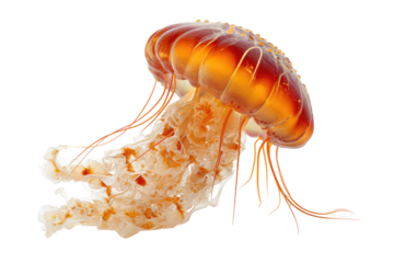 Orange jellyfish, translucent, tentacles